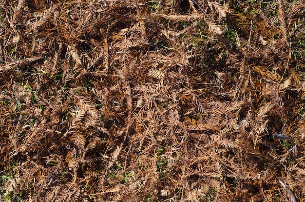 Gratis foto grond bedekt met gedroogde dennennaalden en bladeren