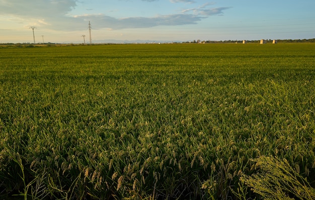 Groot groen padieveld met groene rijstinstallaties in rijen in de zonsondergang van Valencia