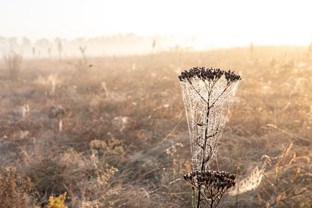 Groot mooi spinnenweb in dauwdruppels bij zonsopgang in het veld.