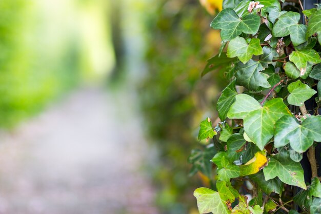 Groothoek opname van de bladeren van een plant in het park