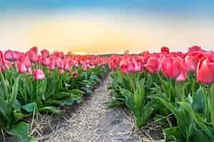 Gratis foto groothoek opname van een mooie roze tulp bloemen plantage onder de mooie heldere blauwe lucht