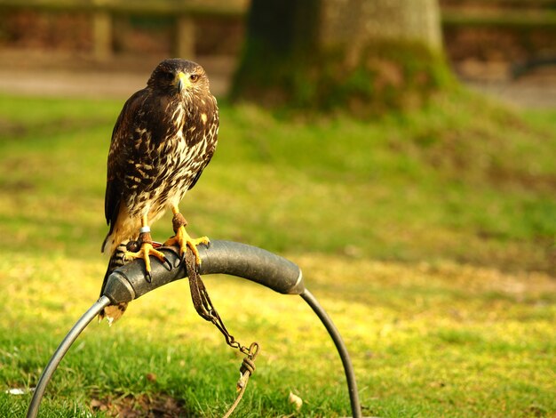 Groothoek opname van een zwarte valk die op een stuk metaal staat