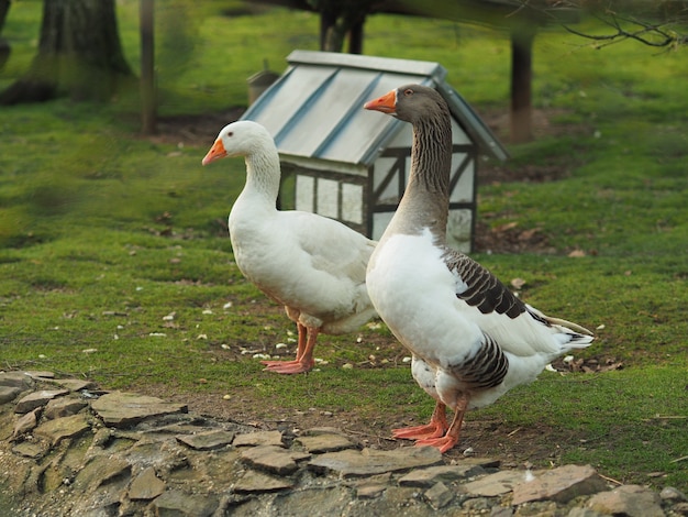 Gratis foto groothoekopname van een eend en een gans die naast elkaar naast een huisje staan