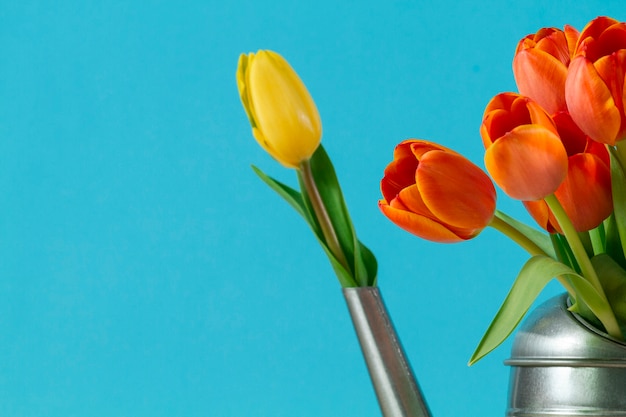 Grote achtergrond met mooie tulpen