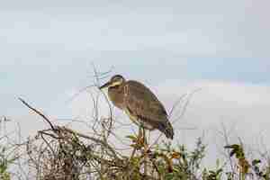 Gratis foto grote blauwe reiger