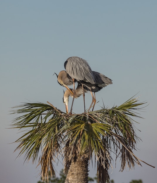 Grote blauwe reigers op de top van een tropische boom in Centraal Florida