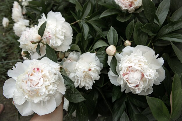 Grote bloemen van witte pioenrozen op een struikclose-up