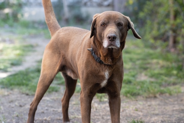 Gratis foto grote bruine hond staande op de met gras bedekte grond gevangen bij daglicht