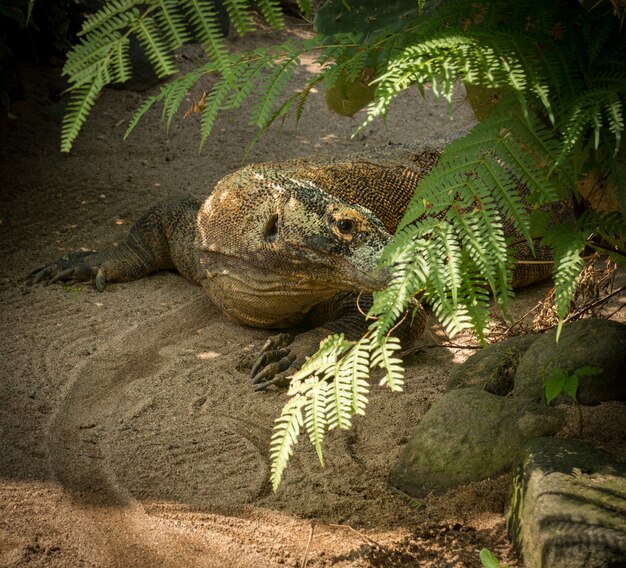 Grote comodo draak