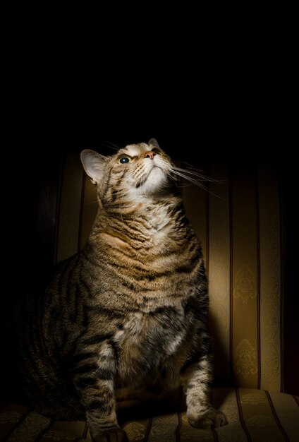 Grote dikke kat op leunstoel