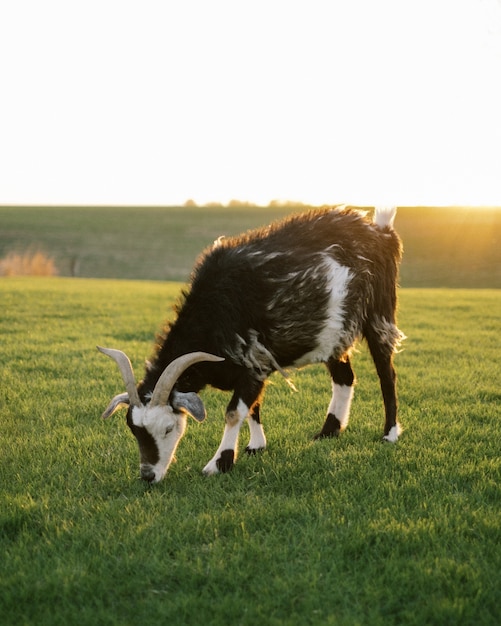 Grote geit grazen in het veld en een stralende zon