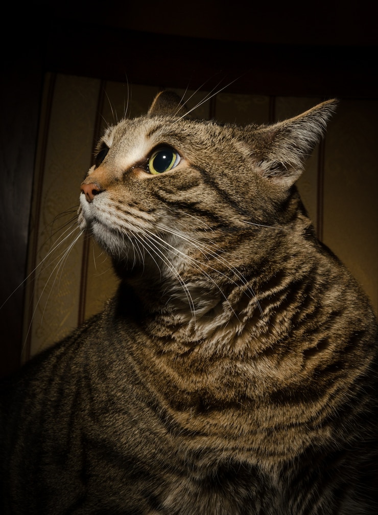 Gratis Foto grote kat op stoel