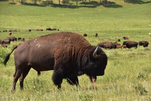 Grote kudde bizons die migreren en grazen in een grasveld