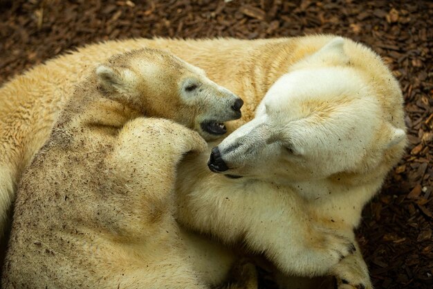 Grote mooie ijsbeerfamilie die samen slaapt Prachtig schepsel in de natuur uitziende habitat Bedreigde dieren in gevangenschap Ursus maritimus