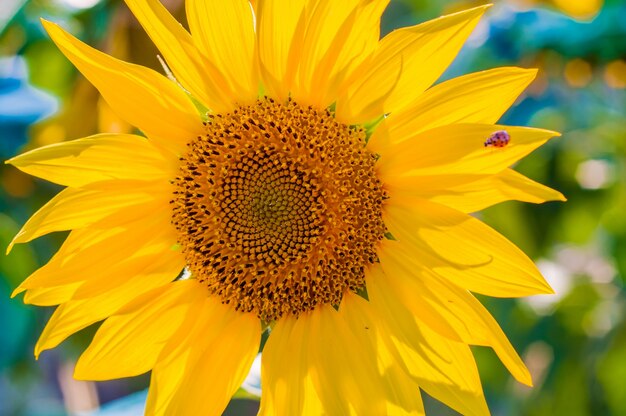 Grote mooie zonnebloemen buitenshuis. Schilderachtig behang met een close-up van zonnebloem tegen groene achtergrond met bloemen