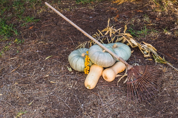 Grote pompoenen op plantaardige patch