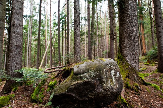 Grote stenen van rotsen bij nat bos in Karpatische bergen