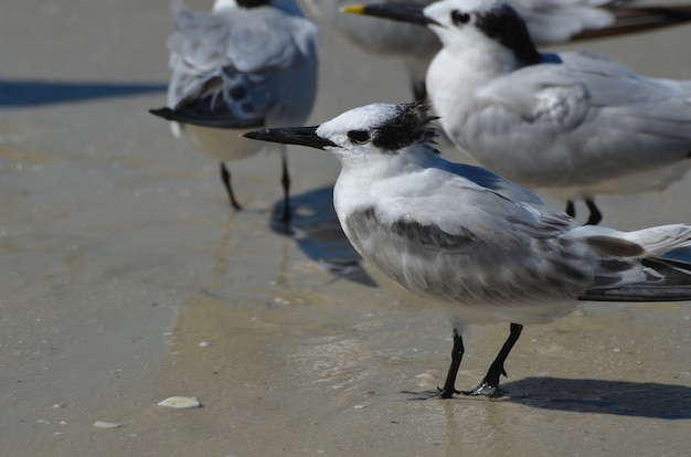 Grote sterns staan samen op een strand in Napels.