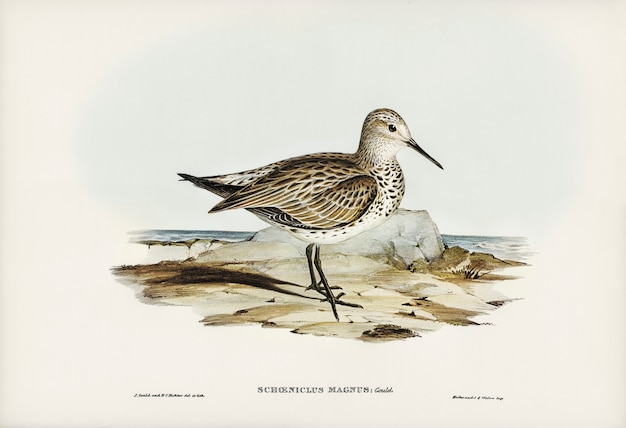 Grote strandloper (Schoeniclus magnus) geïllustreerd door Elizabeth Gould