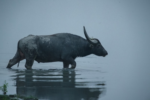 Gratis foto grote wilde waterbuffel in het nationale park van kaziranga in india