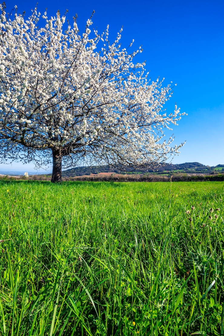 Gratis Foto grote witte bloeiende boom in het voorjaar.