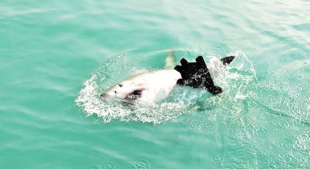 Gratis foto grote witte haai die het zeeoppervlak doorbreekt om kunstaas te vangen