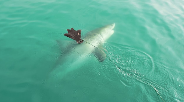 Gratis foto grote witte haai die zeehondenkooi achtervolgt