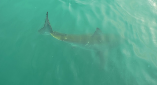 Gratis foto grote witte haai in open water, dicht bij het wateroppervlak, in gansbaai zuid-afrika.