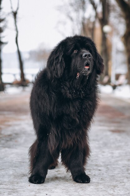 Grote zwarte hond buiten in park