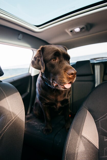 Grote zwarte hond in de auto