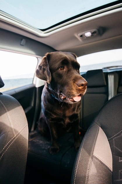 Grote zwarte hond in de auto