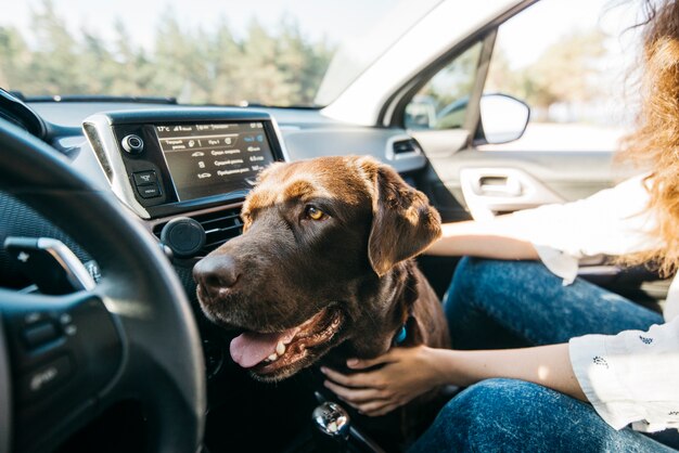 Grote zwarte hond in de auto