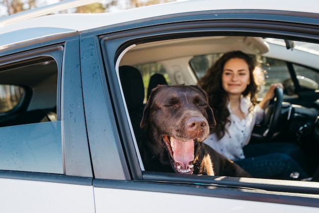 Grote zwarte hond in de auto