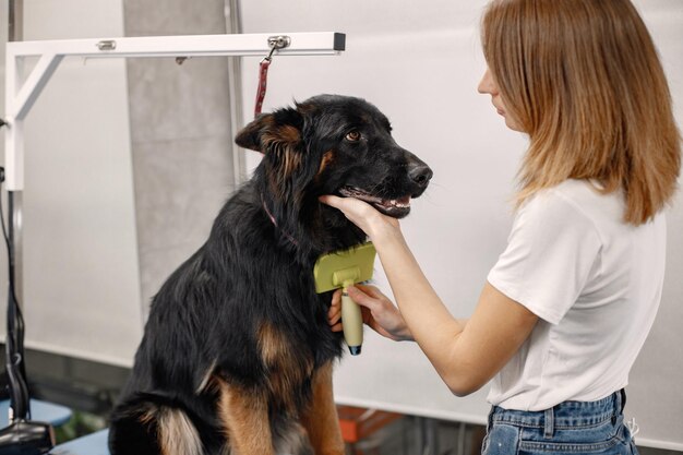 Grote zwarte hond krijgt procedure bij de trimsalon Jonge vrouw in witte t-shirt die een hond kamt Hond is vastgebonden op een blauwe tafel