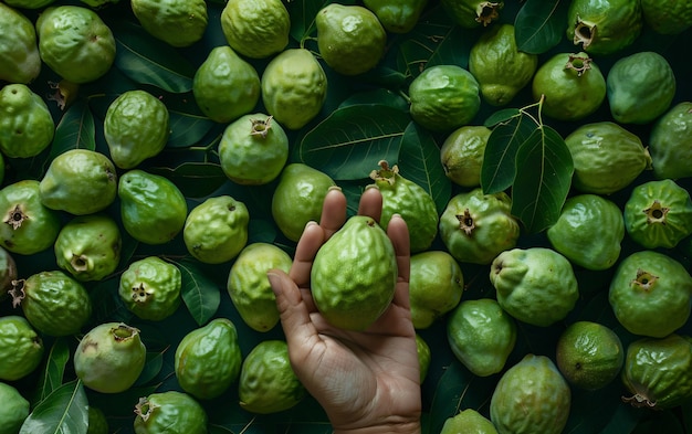 Gratis foto guava-vrucht stilleven