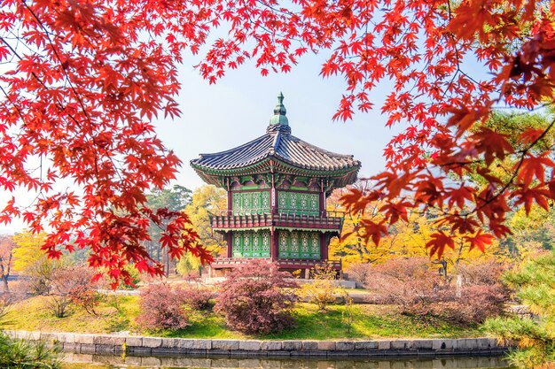 Gyeongbukgung en esdoorn in de herfst in korea.