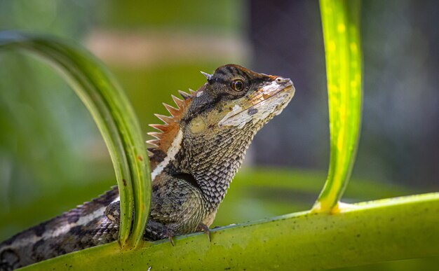 Hagedis zittend op plant close-up