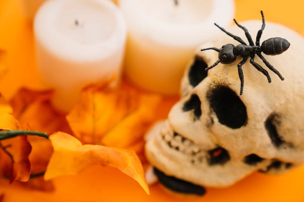 Halloween decoratie met mier en schedel