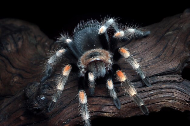 Hamorii tarantula close-up op hout Hamorii tarantula close-up Hamorii tarantula vooraanzicht