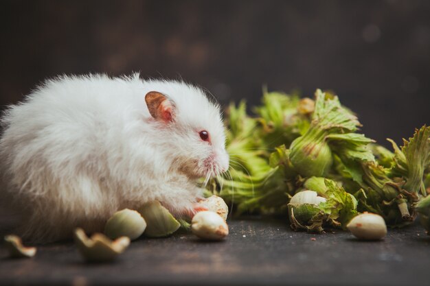 Hamster die hazelnoot op donkerbruin eet. horizontaal