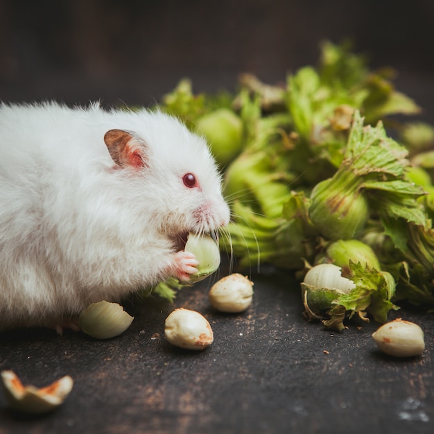 Hamster die hazelnoot zijaanzicht over donkerbruin eten