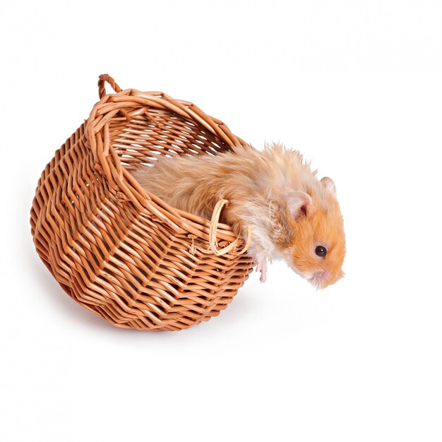 hamster in een mand geïsoleerd op een witte tafel