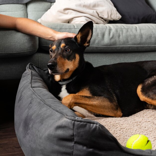 Hand aaien schattige hond close-up