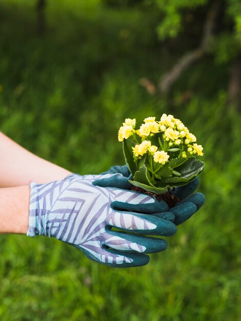 Hand die handschoenen draagt ​​die succulente installatie houden