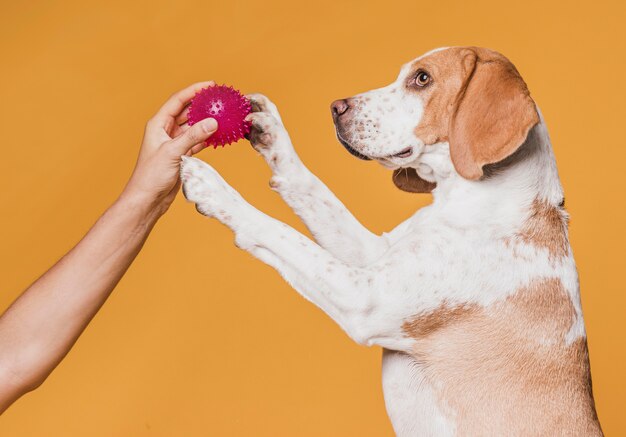 Hand en hond spelen met een rubberen bal