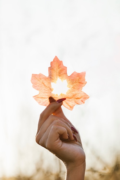 Gratis foto hand met blad met schattige vorm