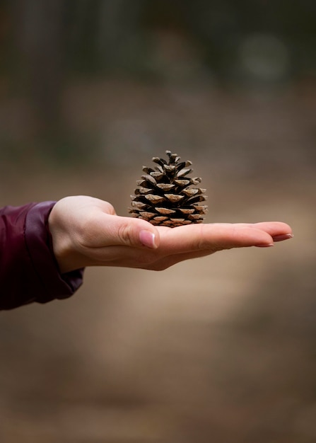 Gratis foto hand met dennenappel close-up