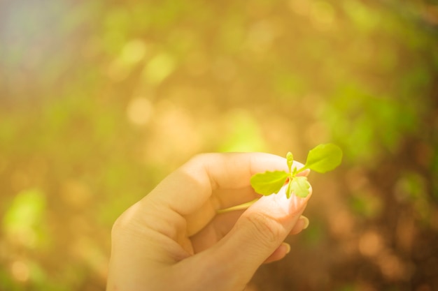 Hand met een jonge plant