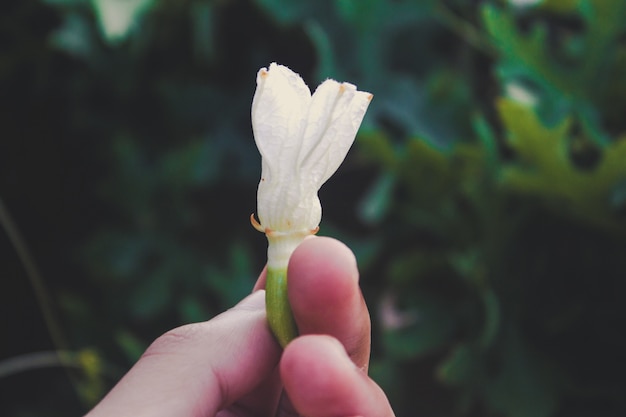 Hand met een kleine klimop kalebas