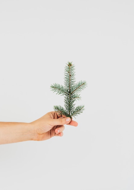 Gratis foto hand met een tak van dennenboom